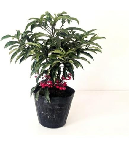 Amazon.co.jp: 万両苗 縁起の良い樹 大実万両宝舟万両苗木 : DIY・工具